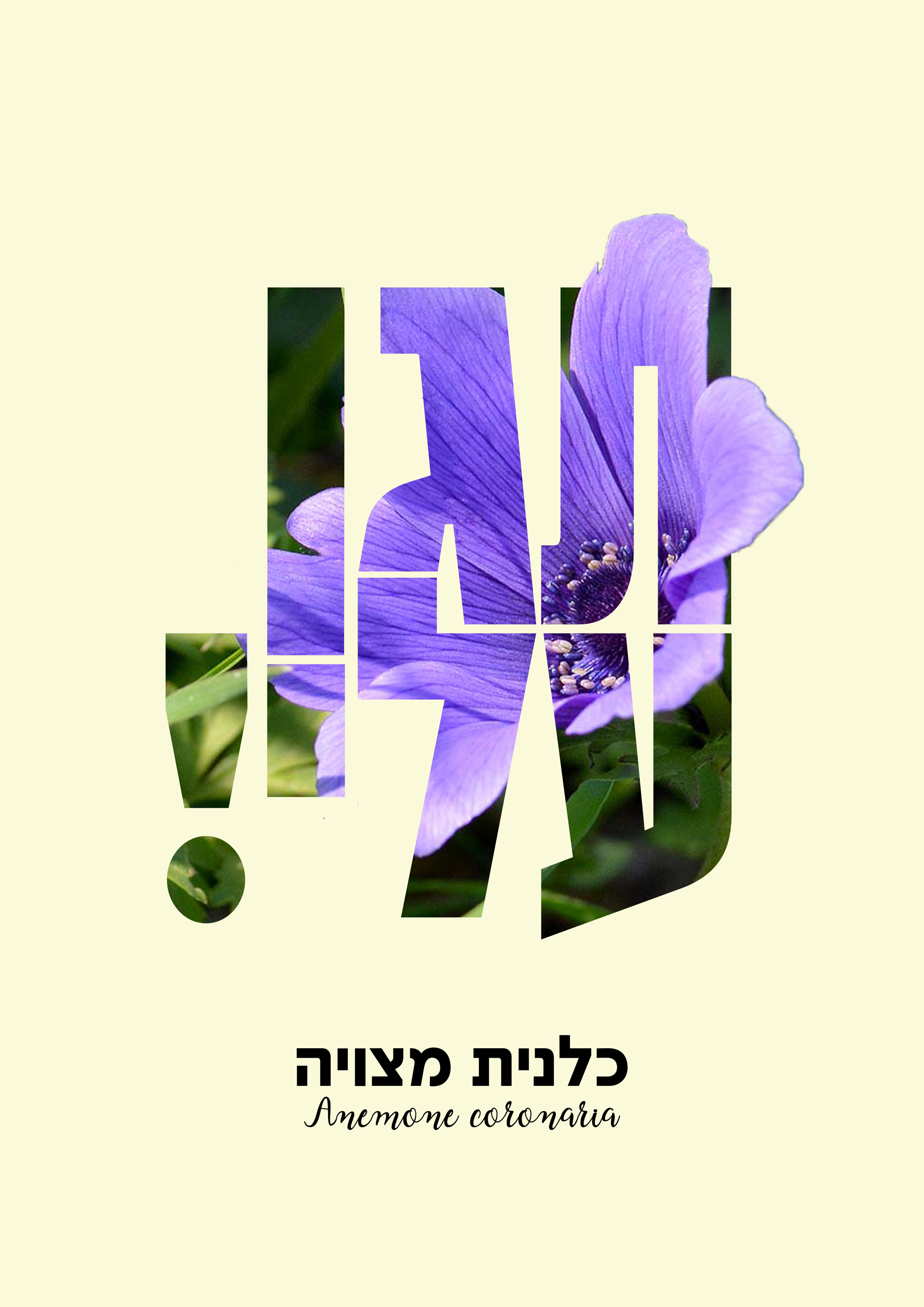אתגר-פרח-מוגן-1.png