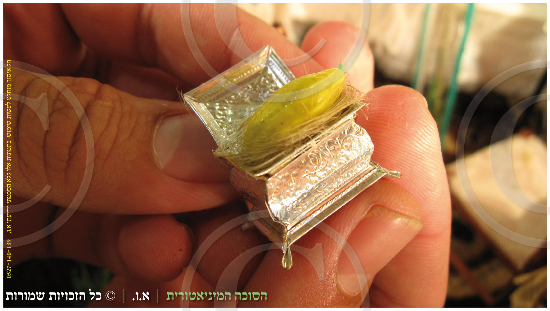 אתרוג בקופסת כסף   - המחשת הגודל