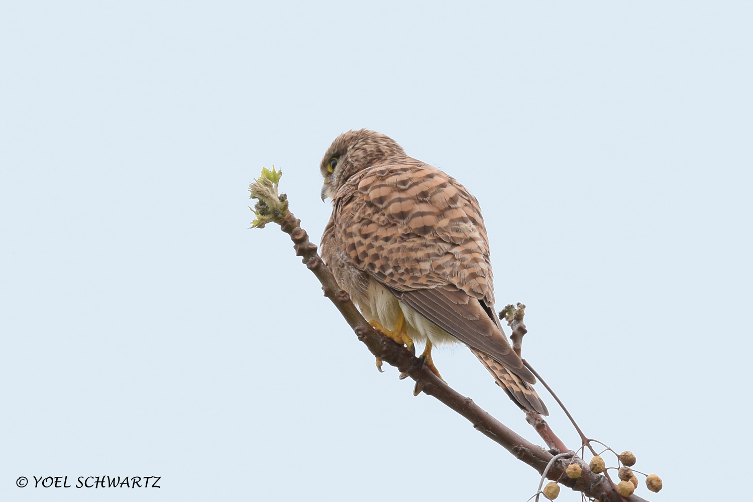 בזה ביער חולדה 006