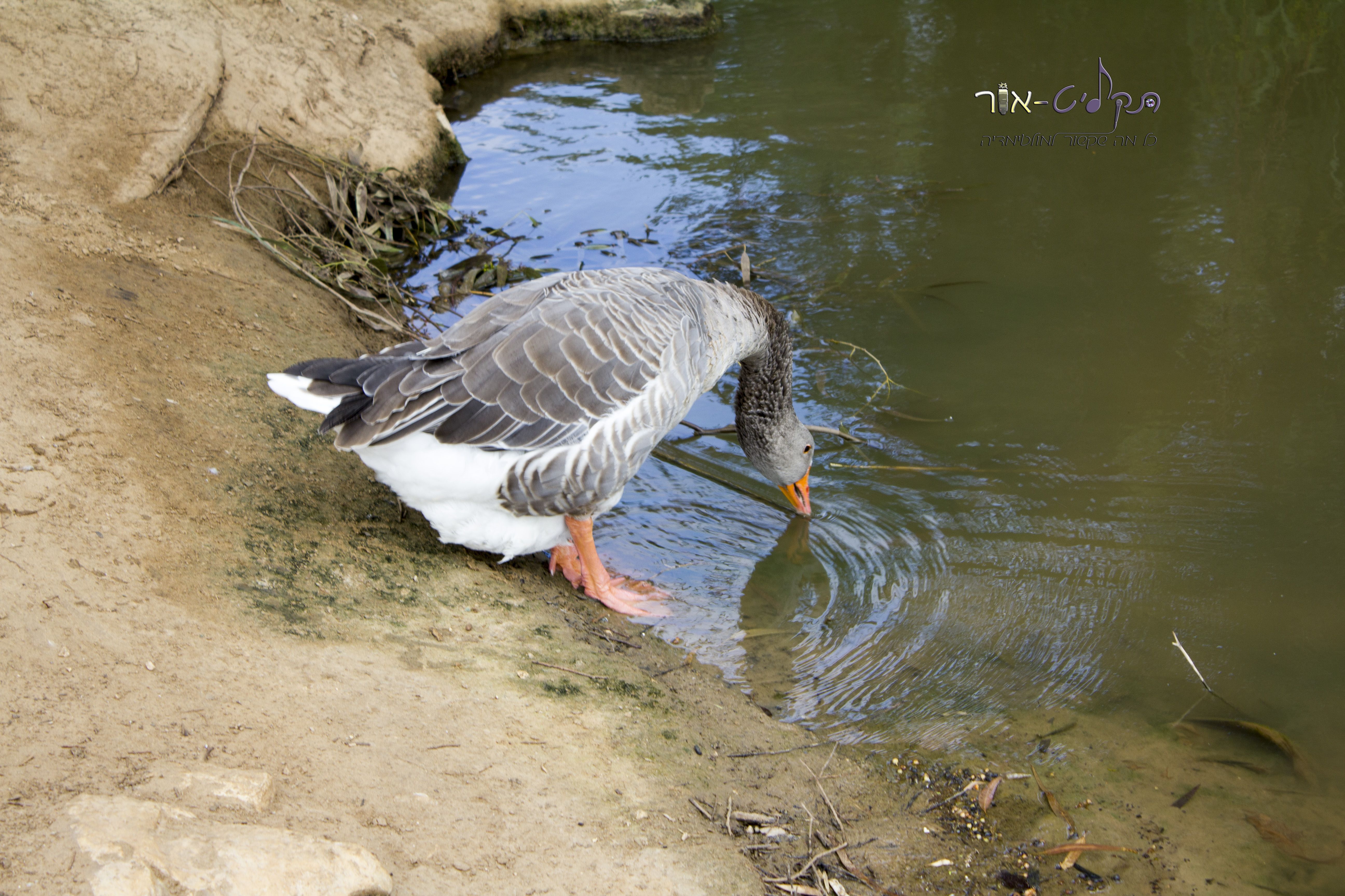 ברווז שותה 1.jpg