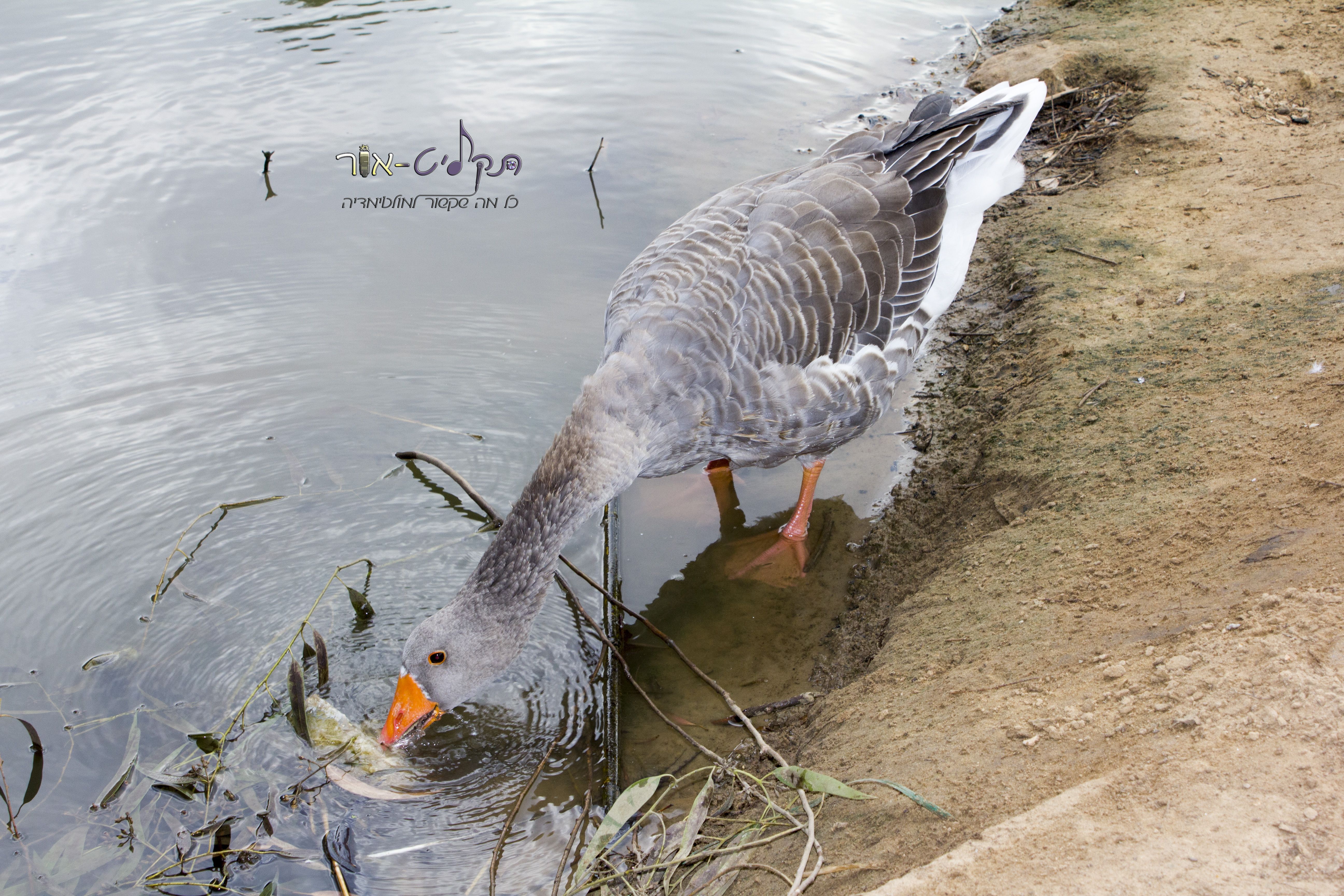 ברווז שותה 2.jpg