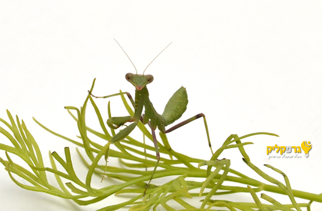 גמל שלמה על גבעול שמיר