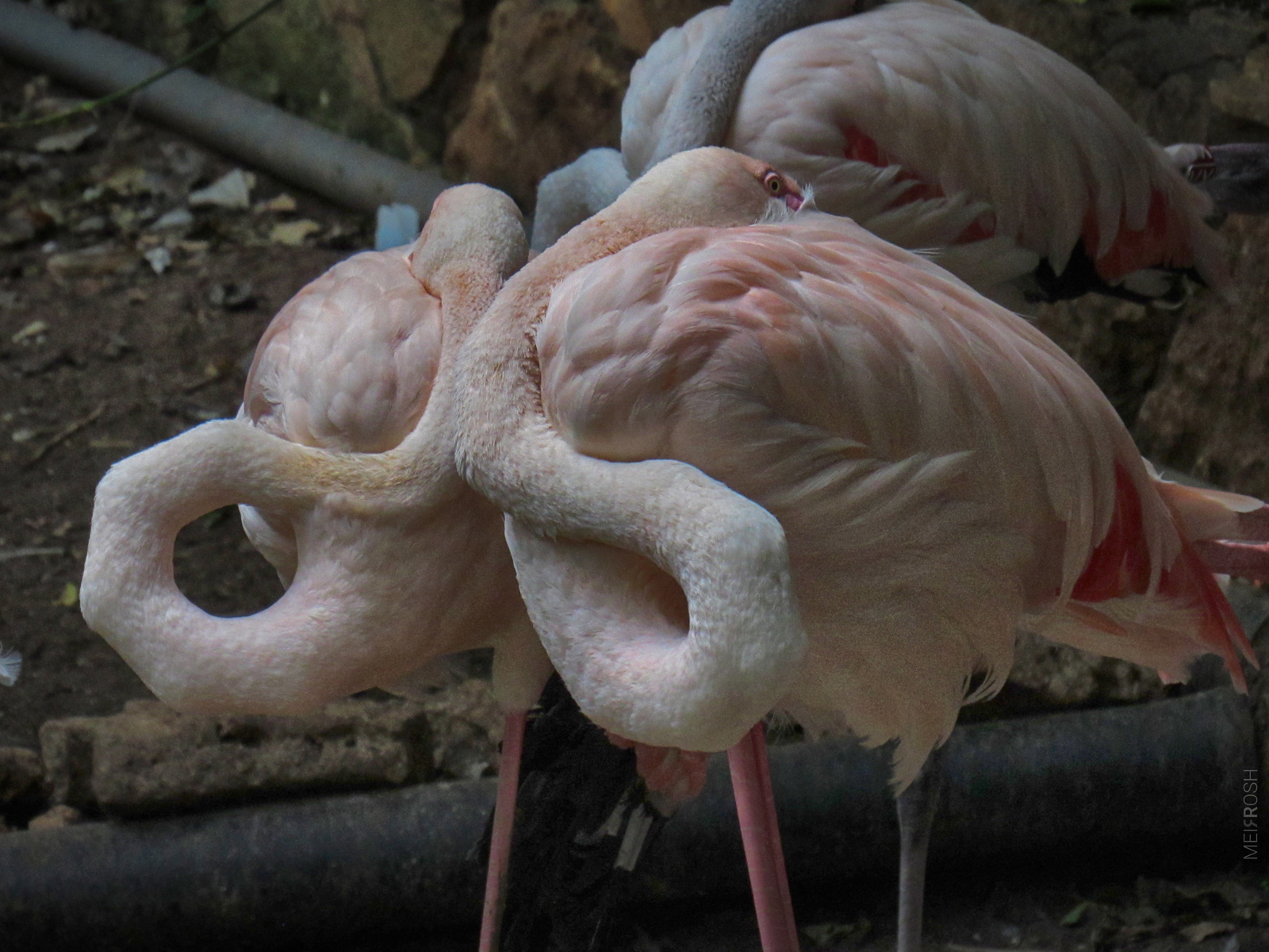 גן החיות חיפה (1)