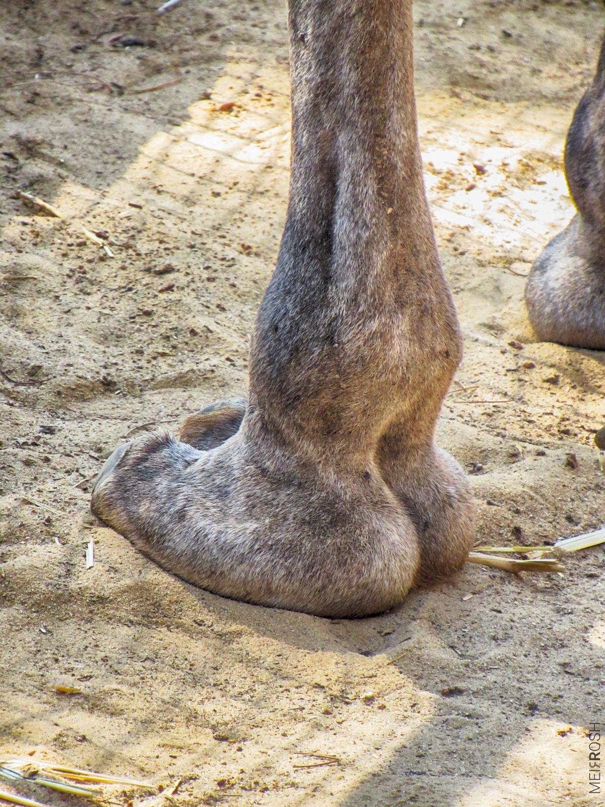 גן החיות חיפה (10)