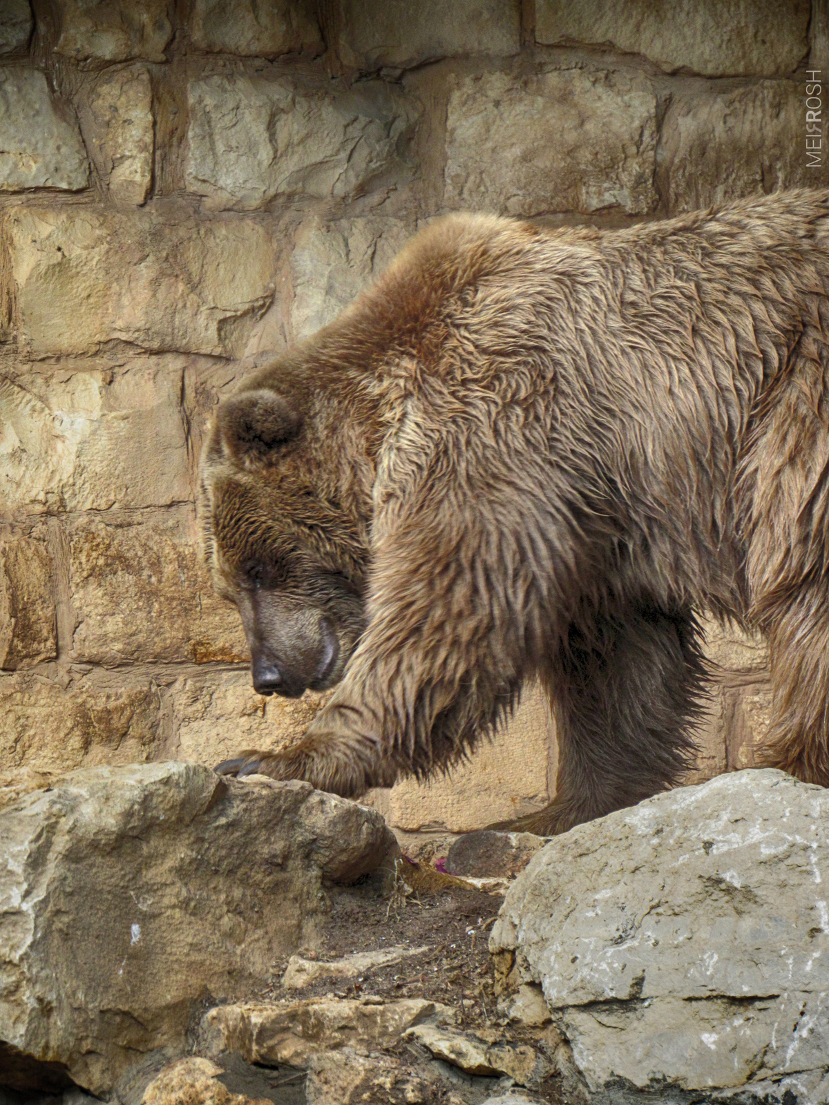 גן החיות חיפה (11)