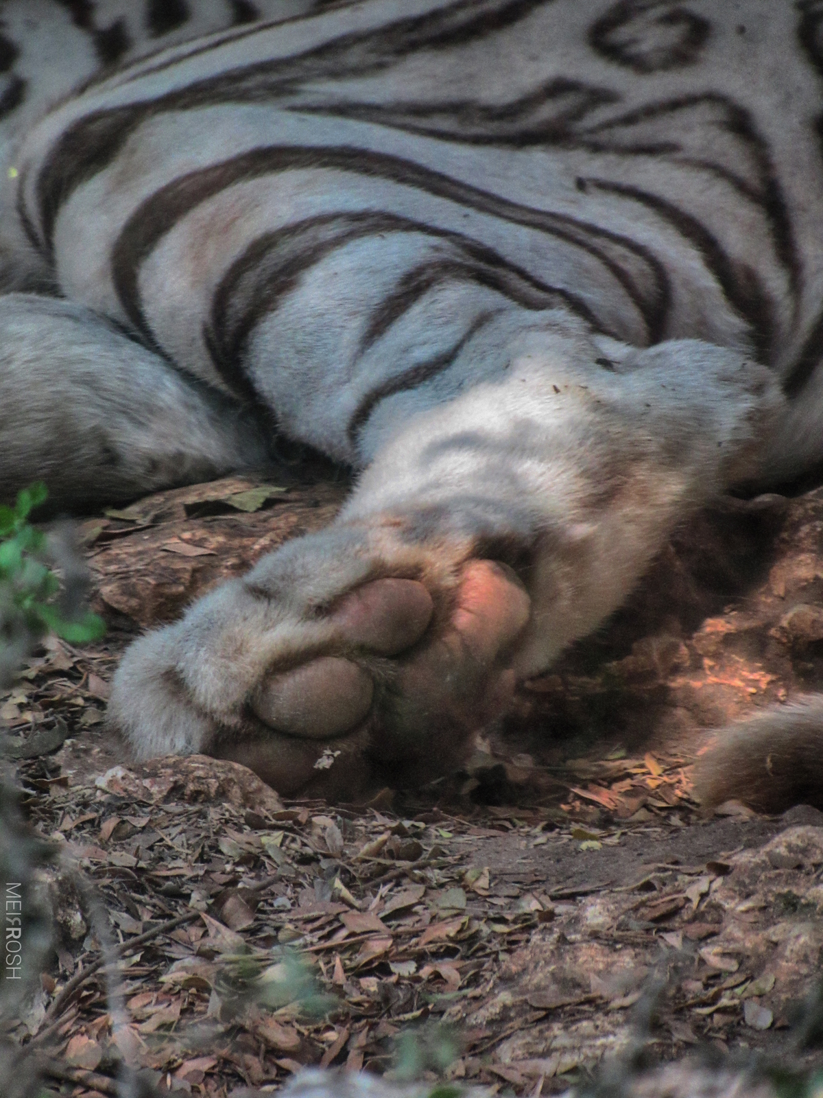 גן החיות חיפה (12)