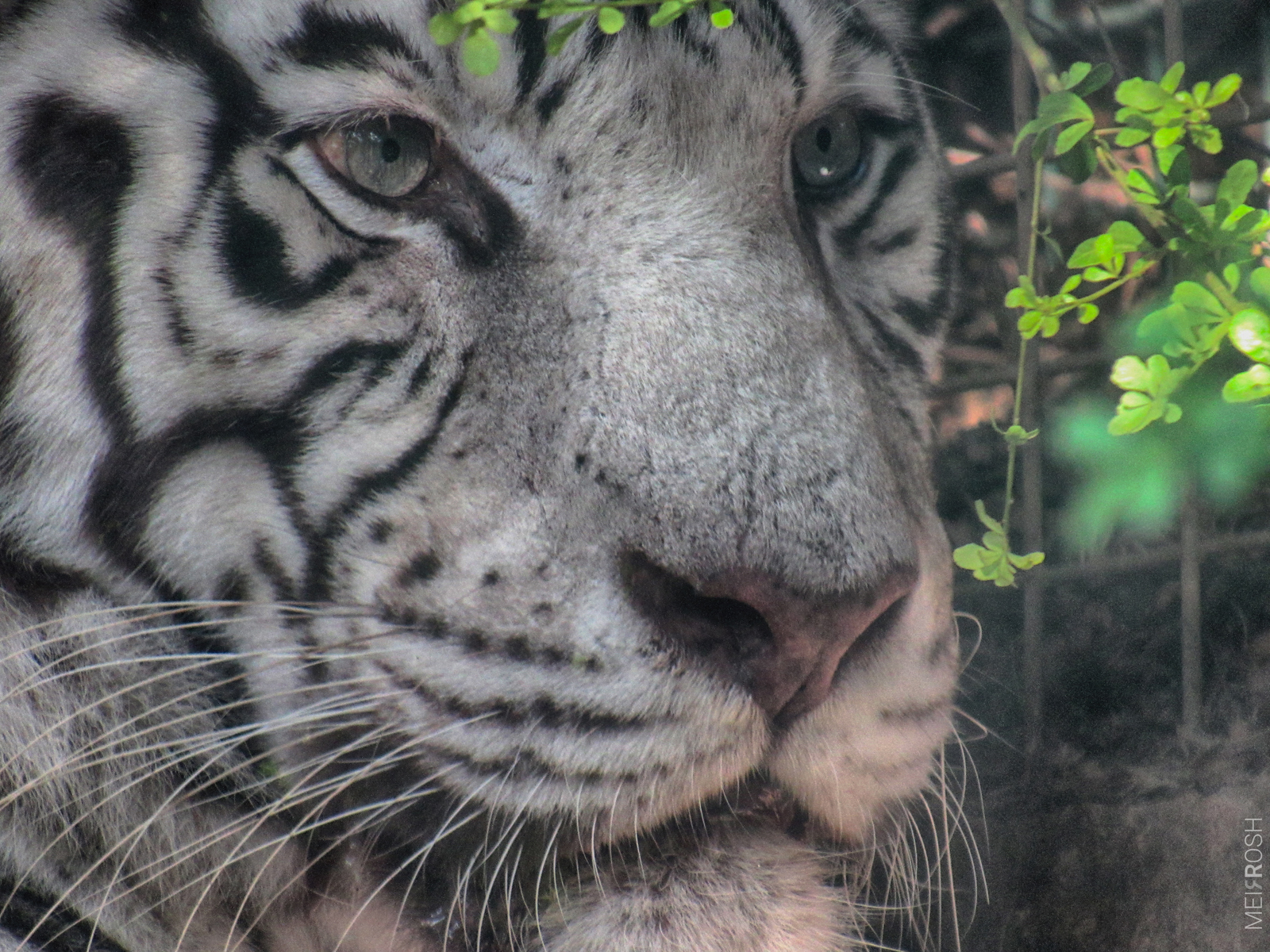 גן החיות חיפה (13)