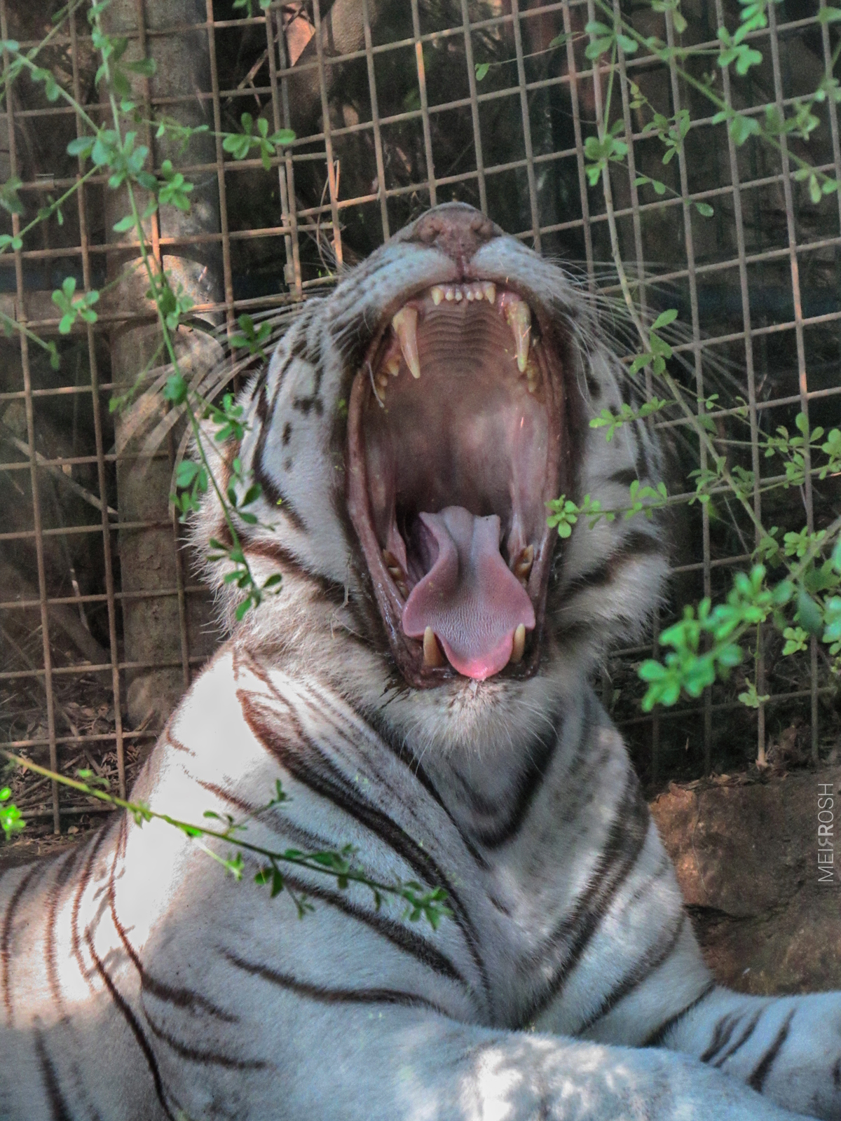 גן החיות חיפה (14)