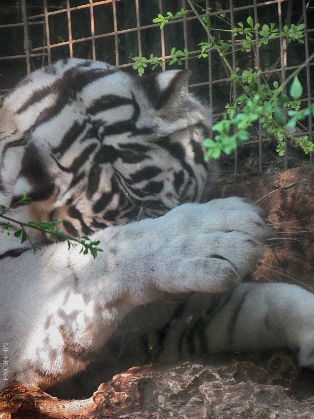 גן החיות חיפה (15)