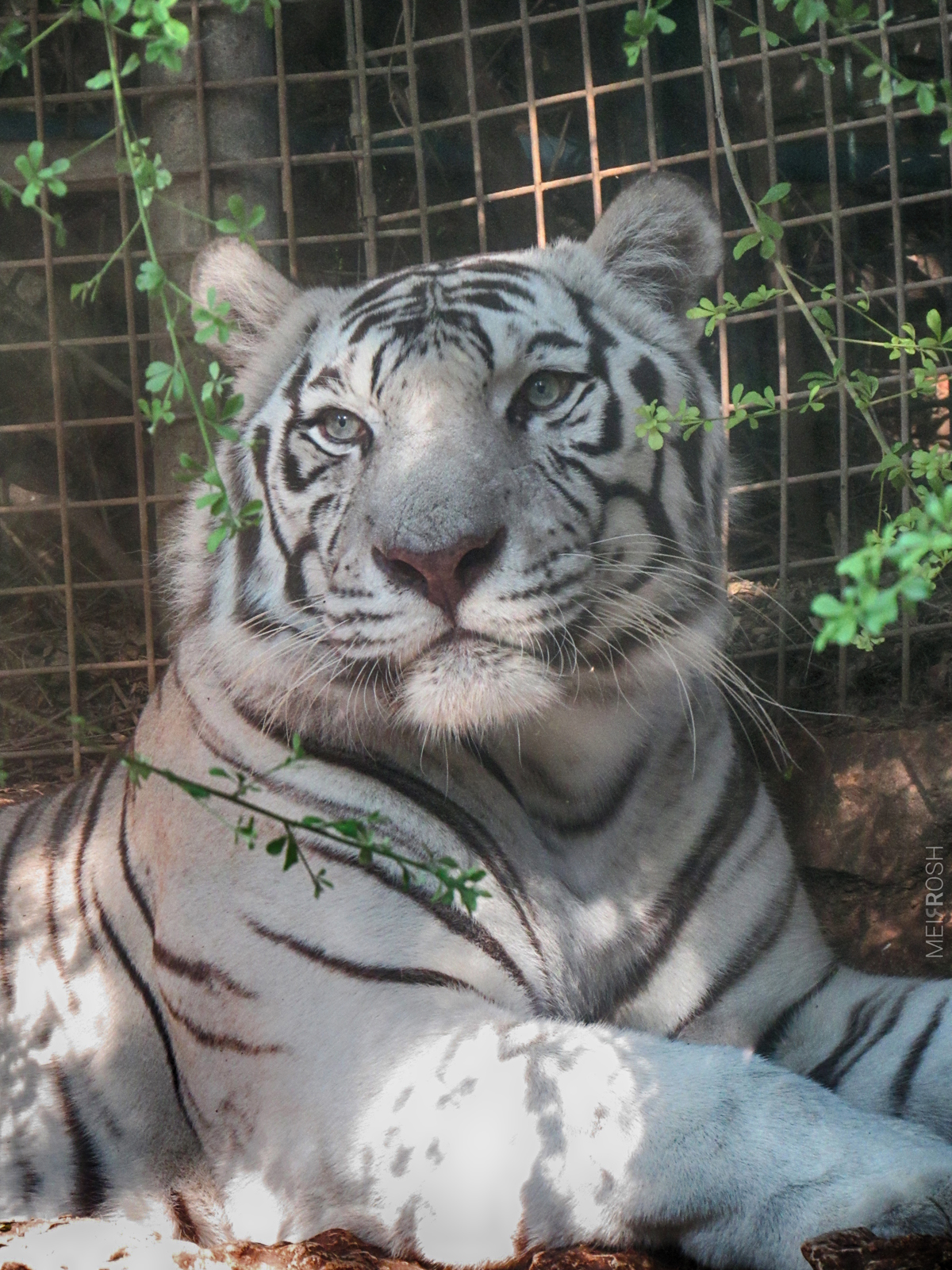 גן החיות חיפה (16)