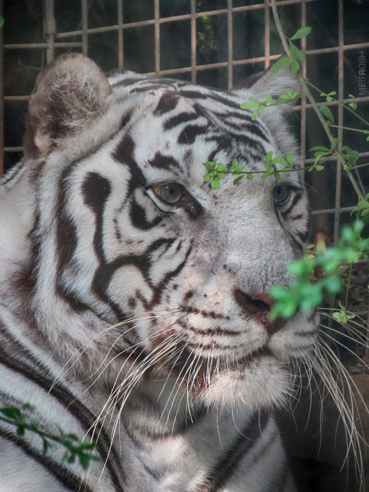 גן החיות חיפה (17)
