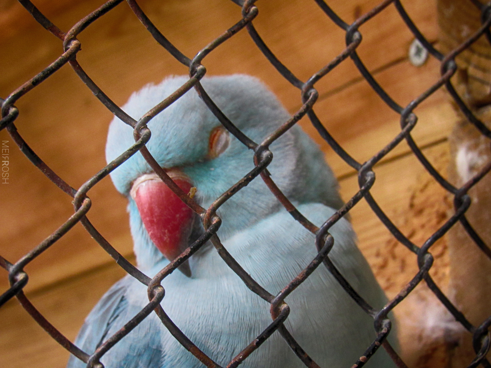 גן החיות חיפה (2)