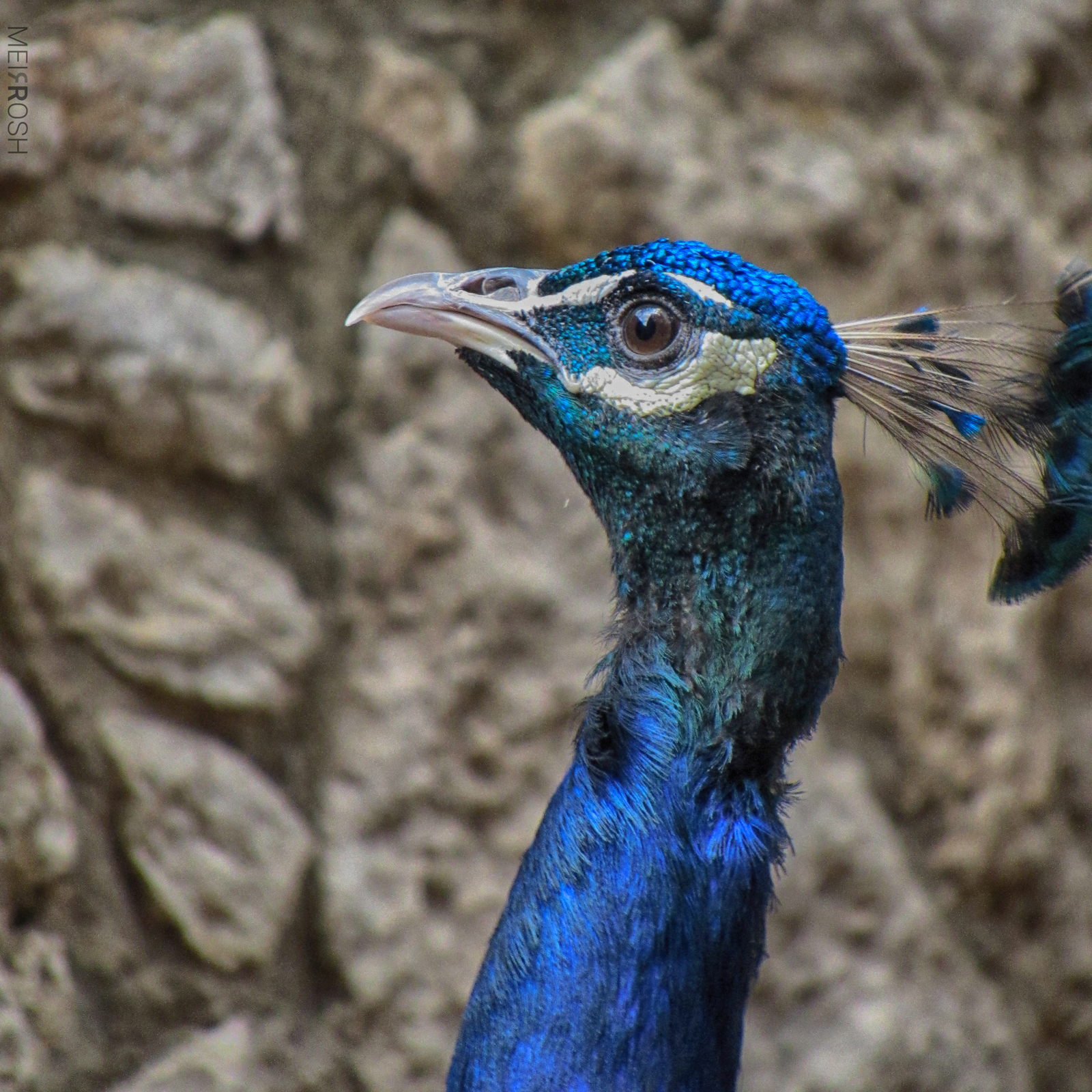 גן החיות חיפה (3)