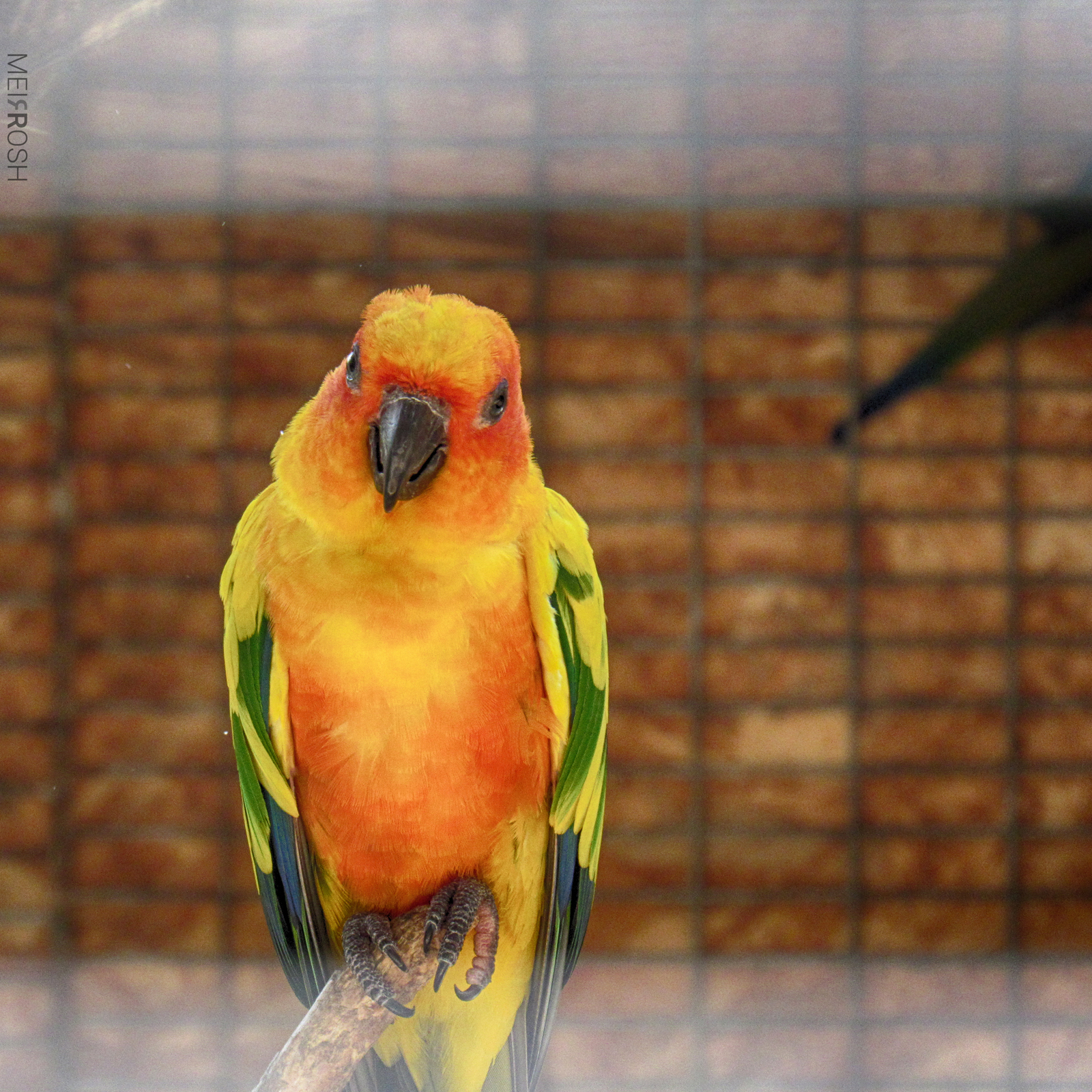 גן החיות חיפה (6)