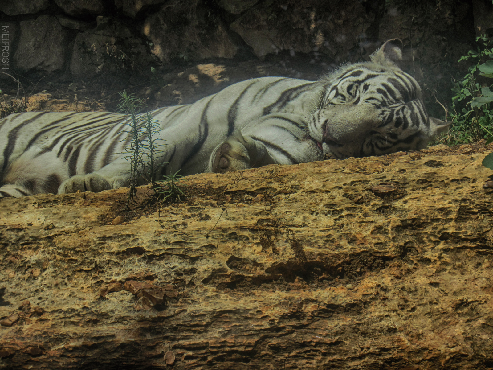 גן החיות חיפה (7)