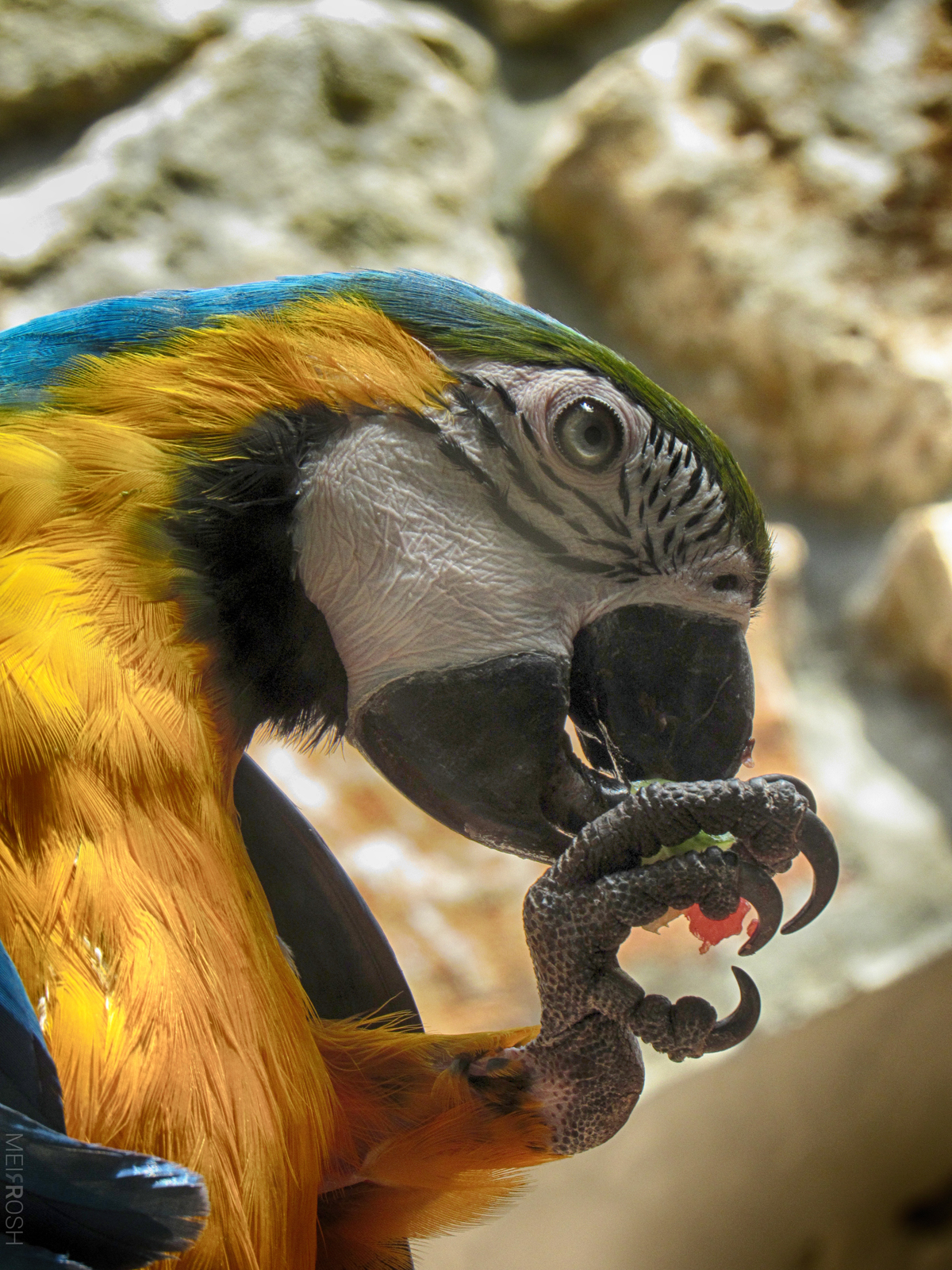 גן החיות חיפה (8)