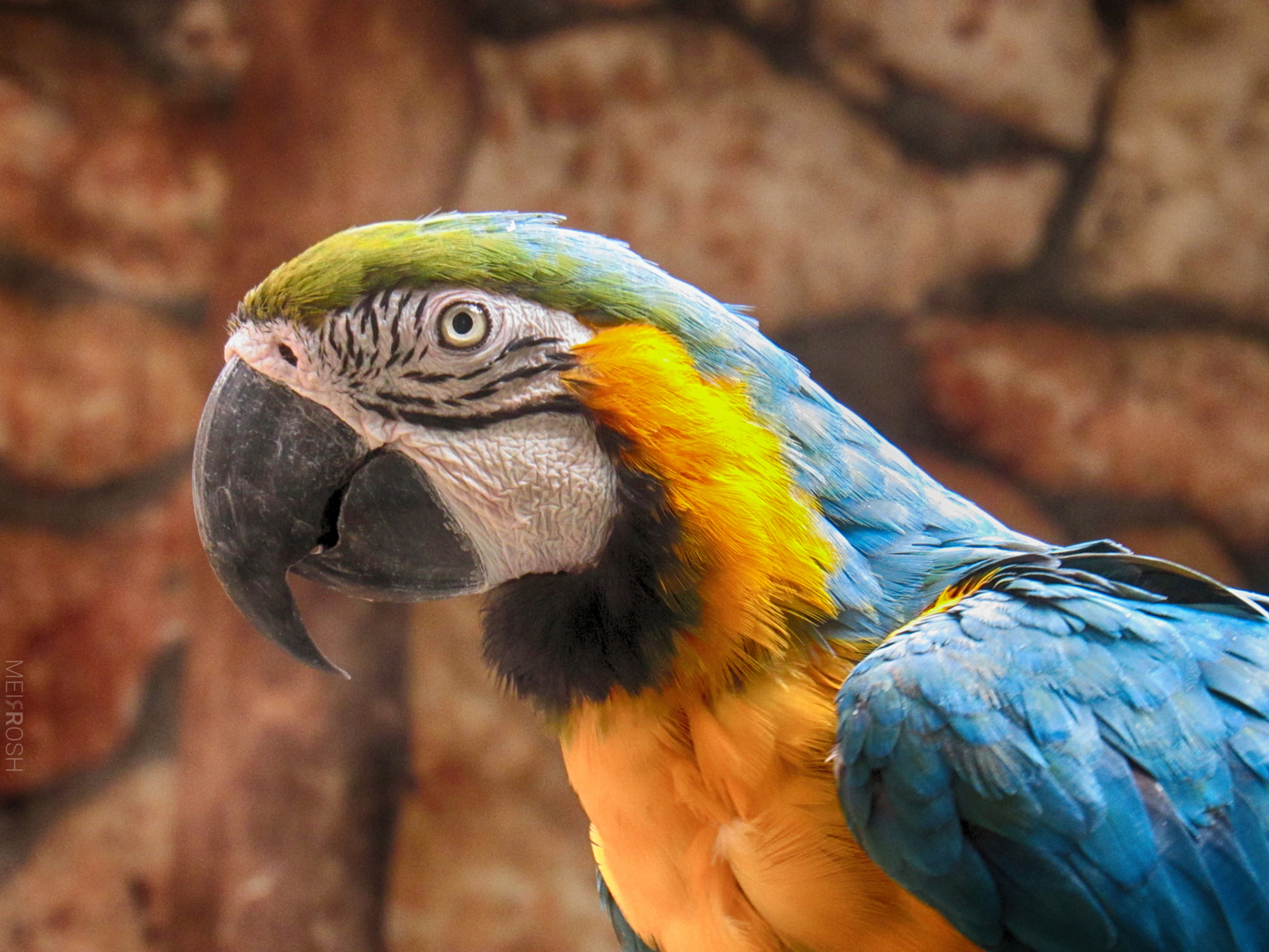 גן החיות חיפה (9)