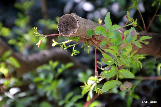 גן חיות התנכי