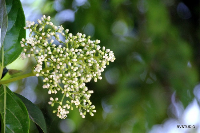 גן חיות התנכי