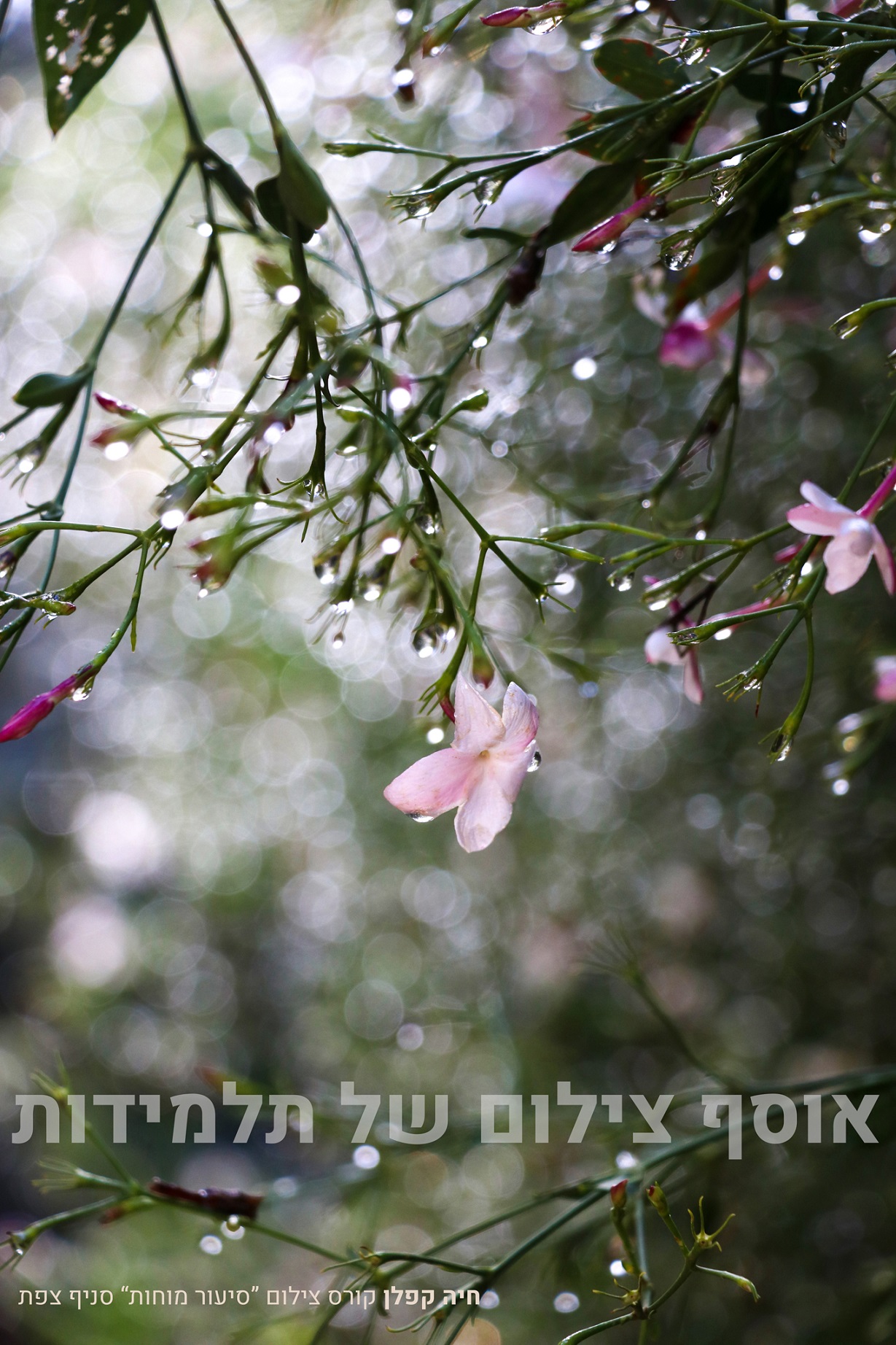 גשם ~  עבודת גמר צילום - חיה ק (2).jpg