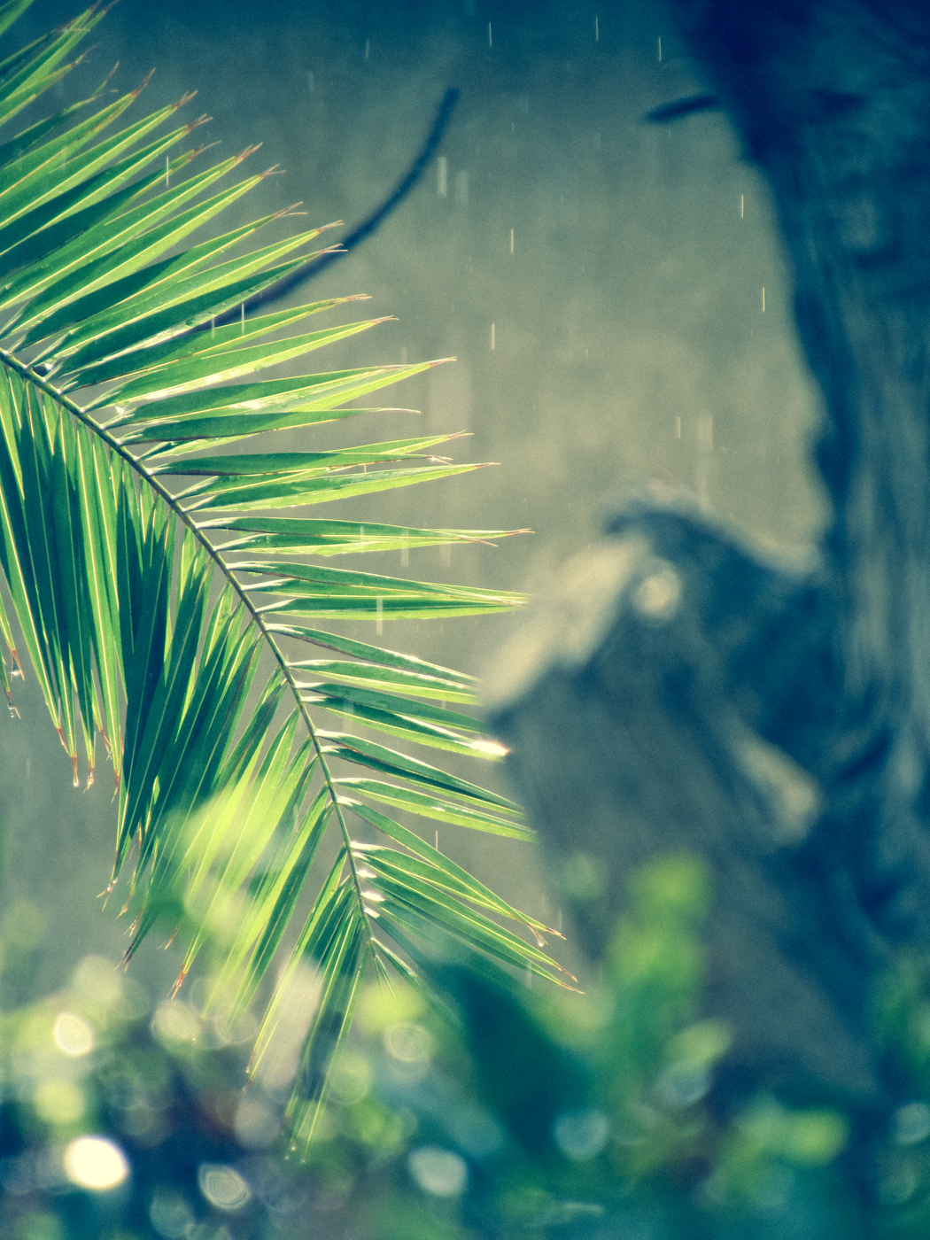 גשם  של חשוון