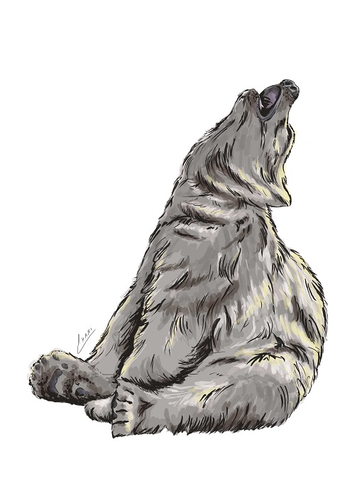 דב לבן
נעשה עבור "קומיקוד"