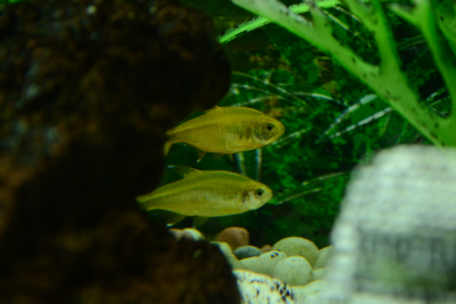 דגים באקווריום