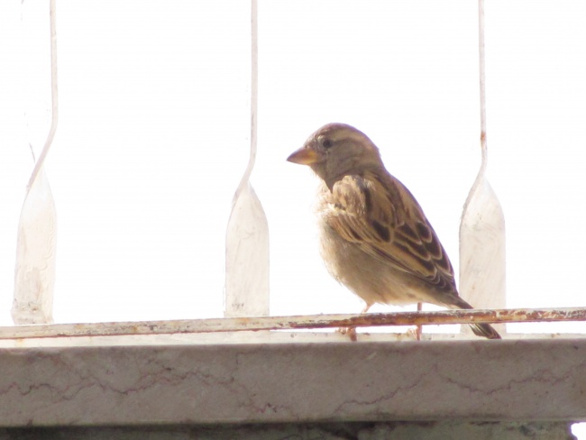 דרור ישראלי