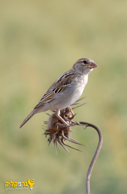 דרור על קוץ