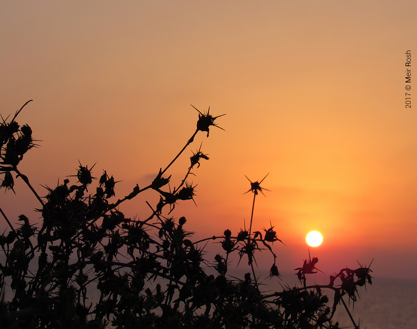 החוף נתניה (2)