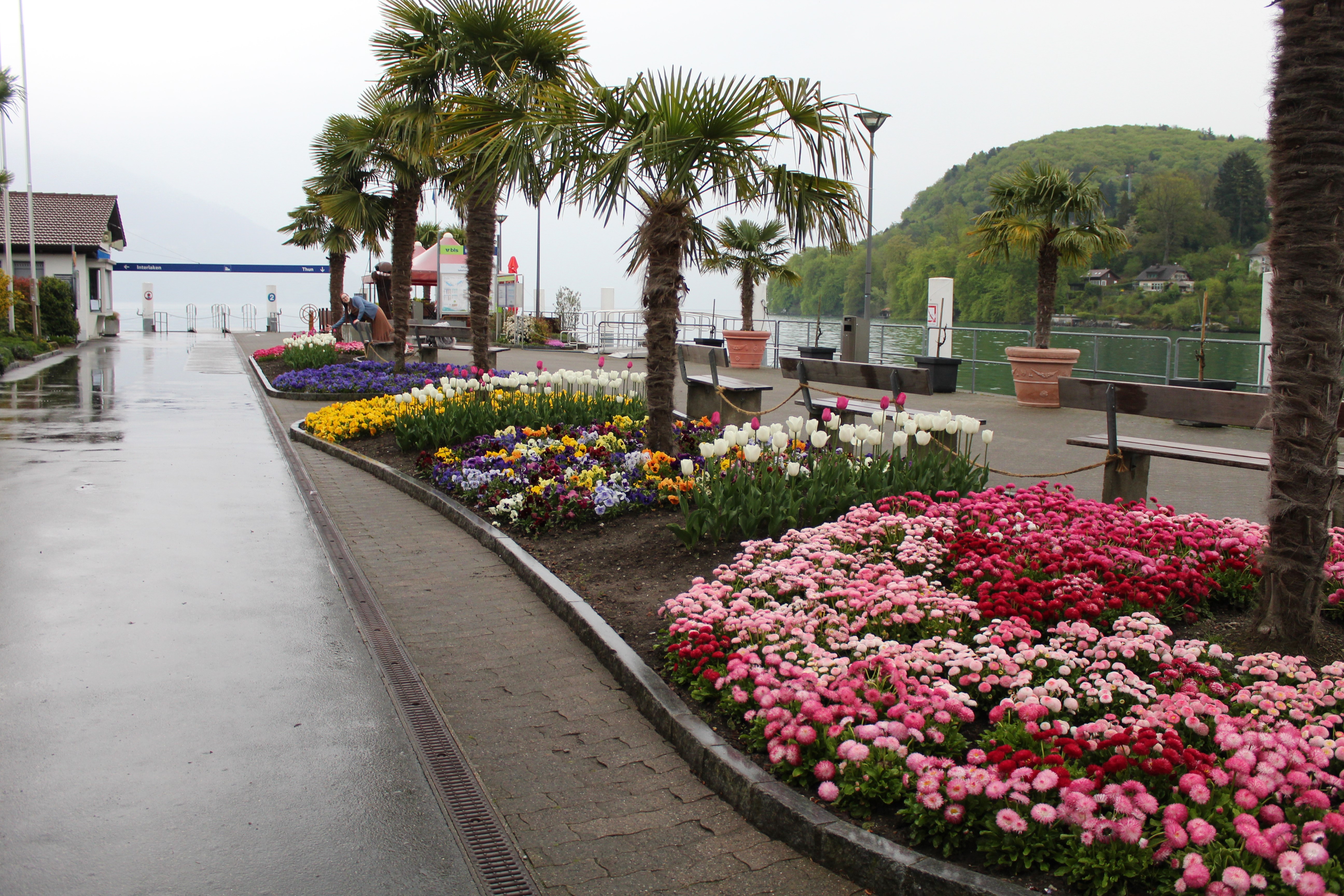 הטוליפים המפורסמים של שוויץ