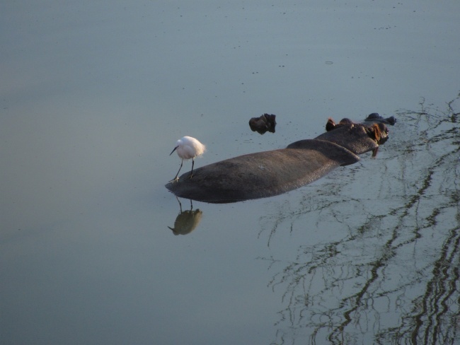 היפופוטם שקוע