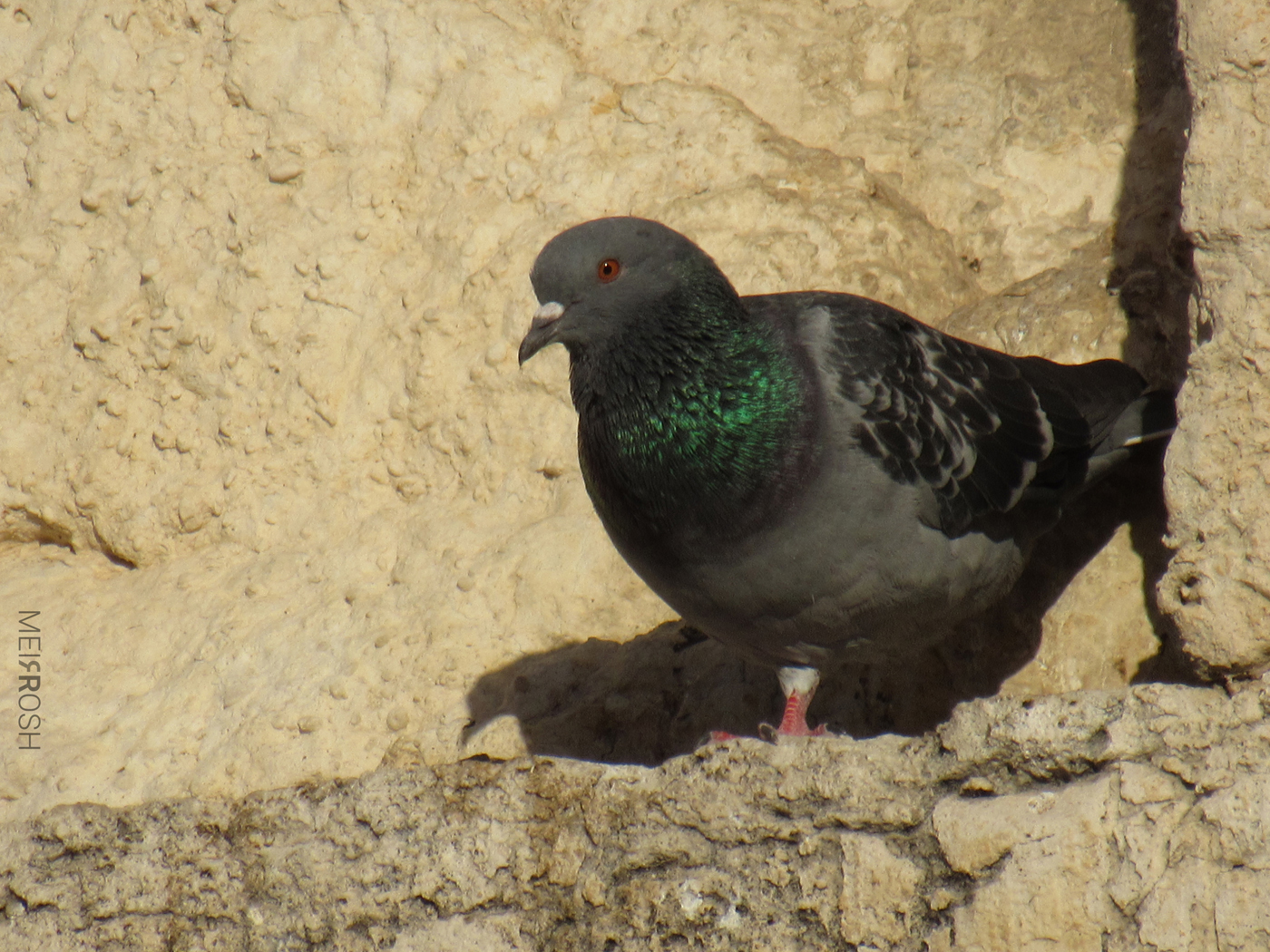 הכותל המערבי (1)