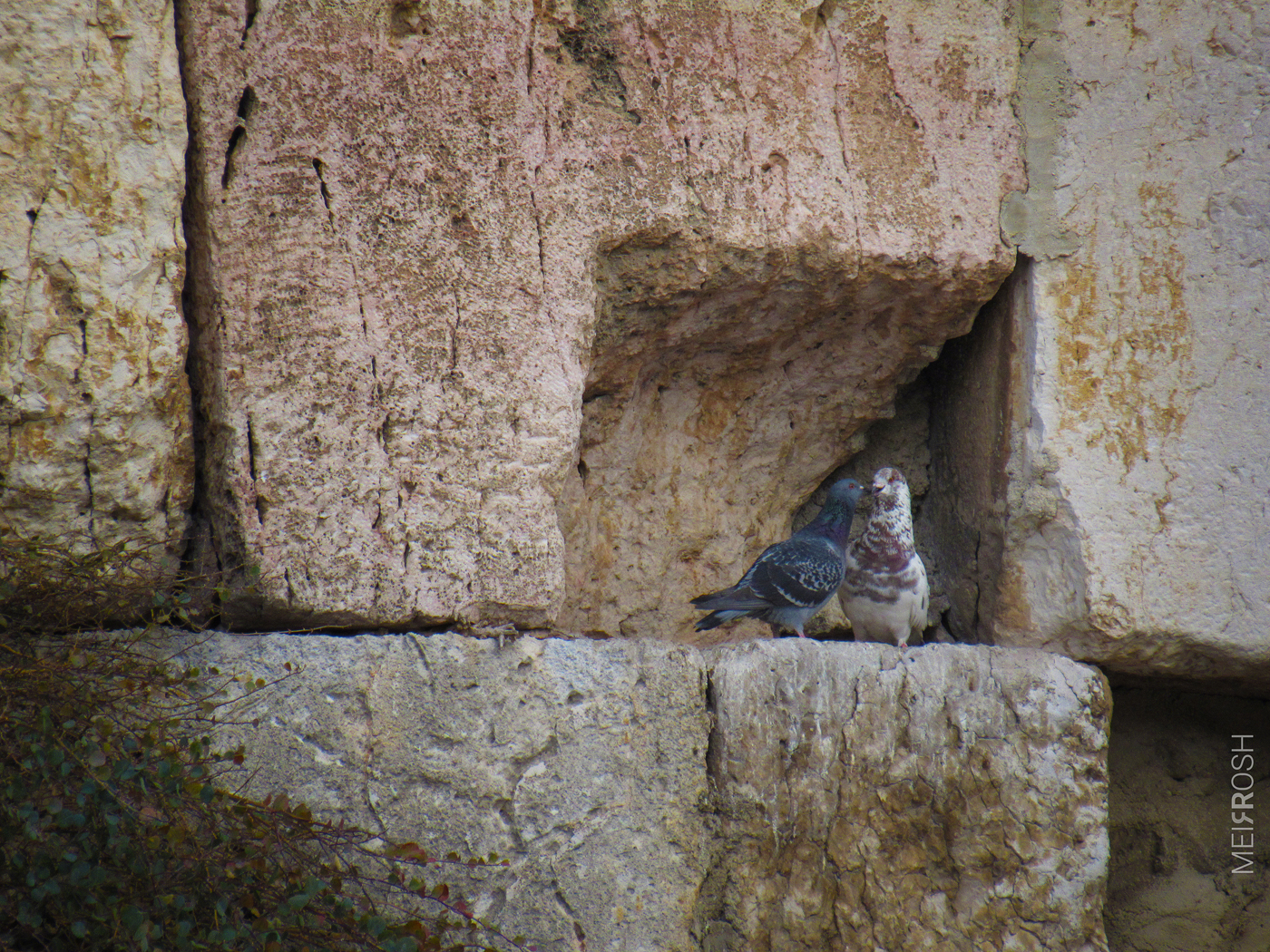 הכותל המערבי (2)