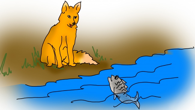 השועל והדגים copy