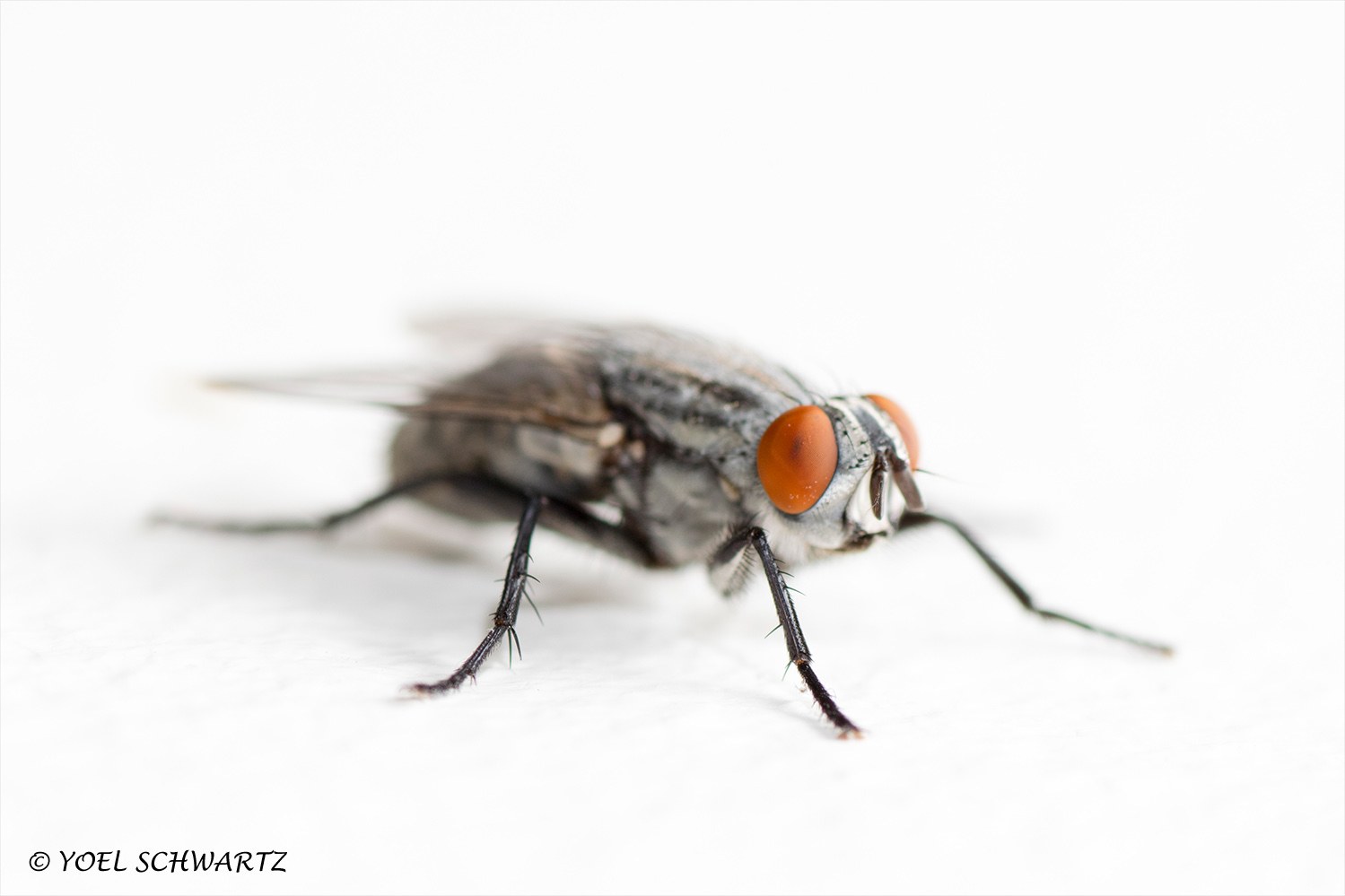 זבוב מאקרו 007