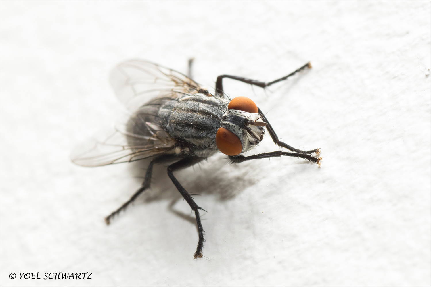 זבוב מאקרו 009