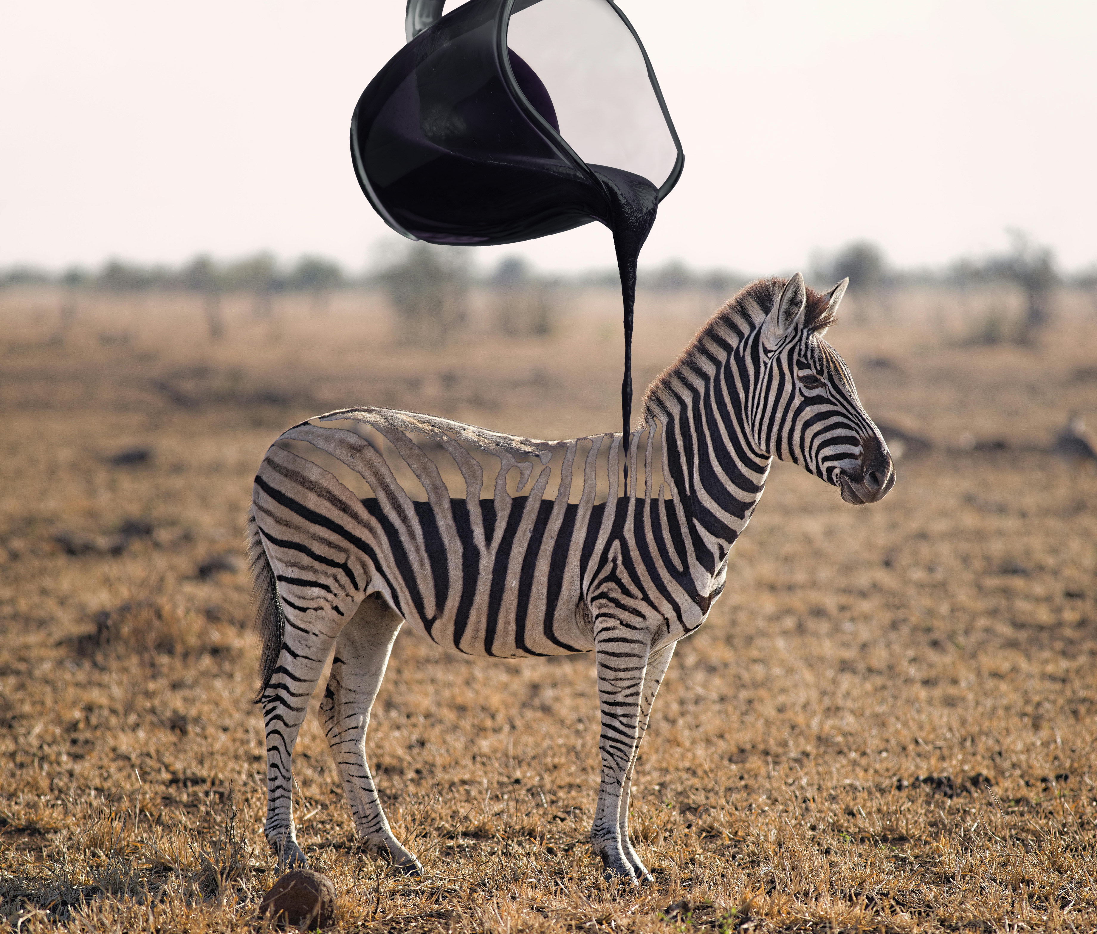 זברה ממולאת.jpg