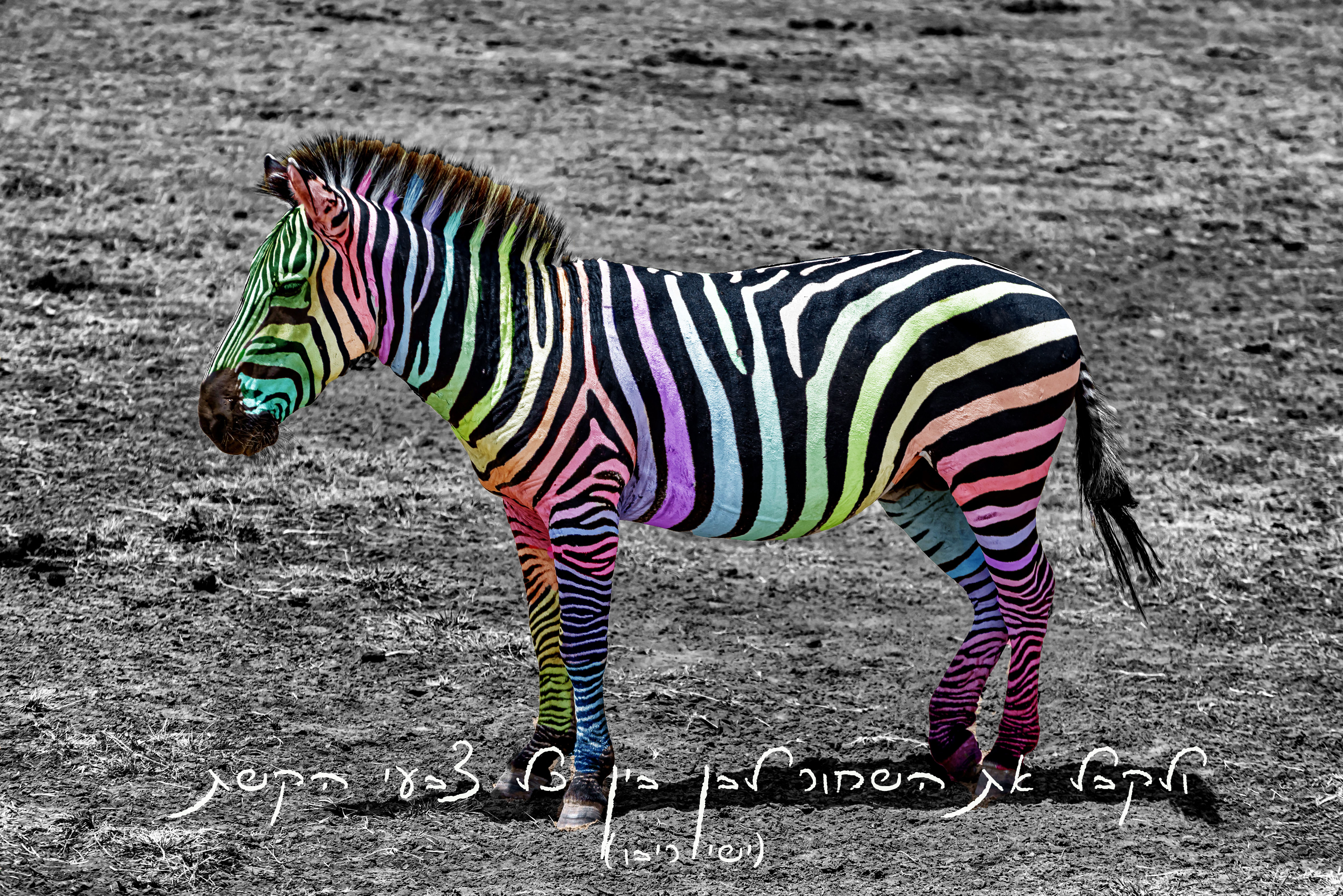 זברה.jpg