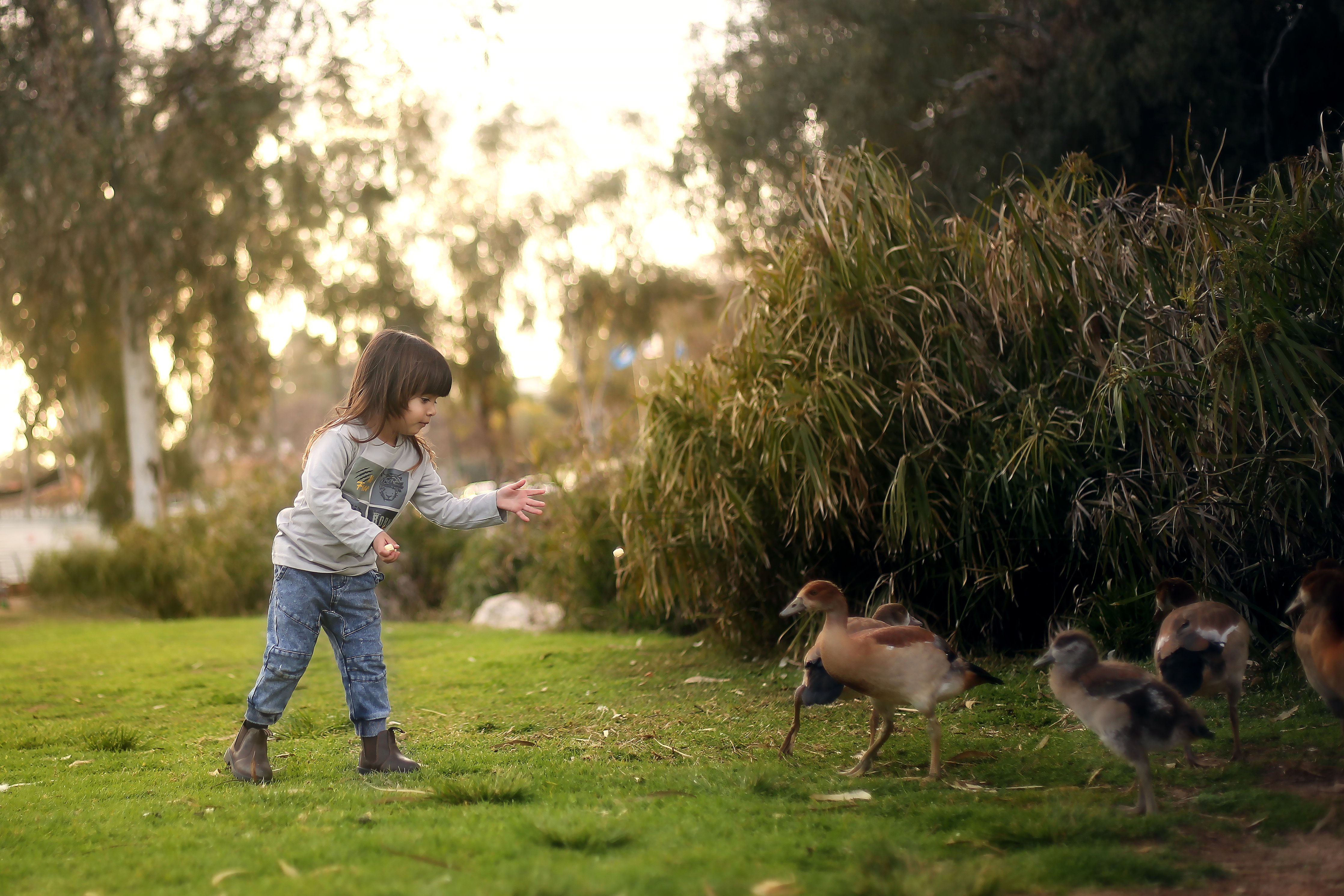 זורק אוכל לברווזים copy.jpg