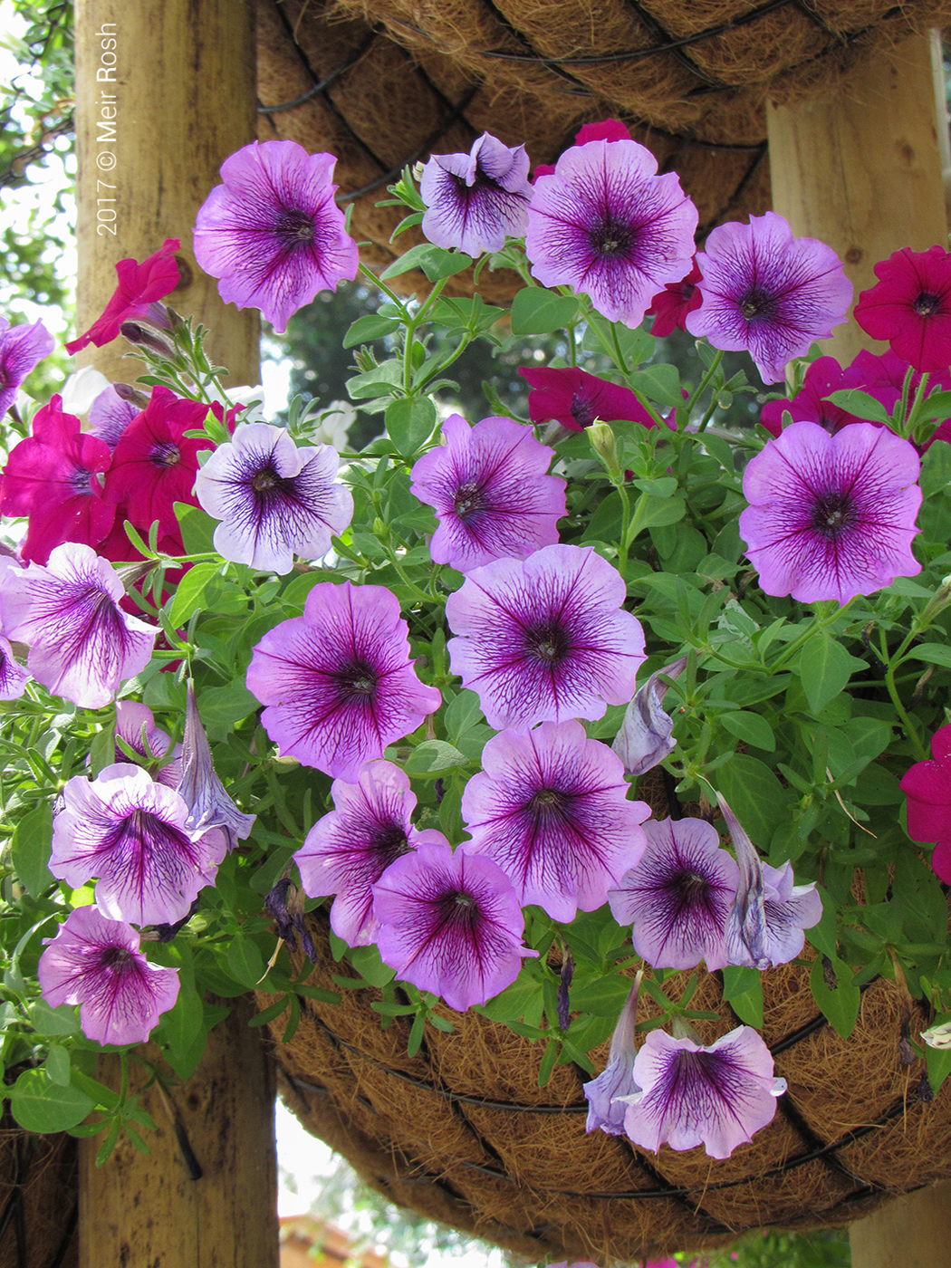 זכרון יעקב ורמת הנדיב (10)