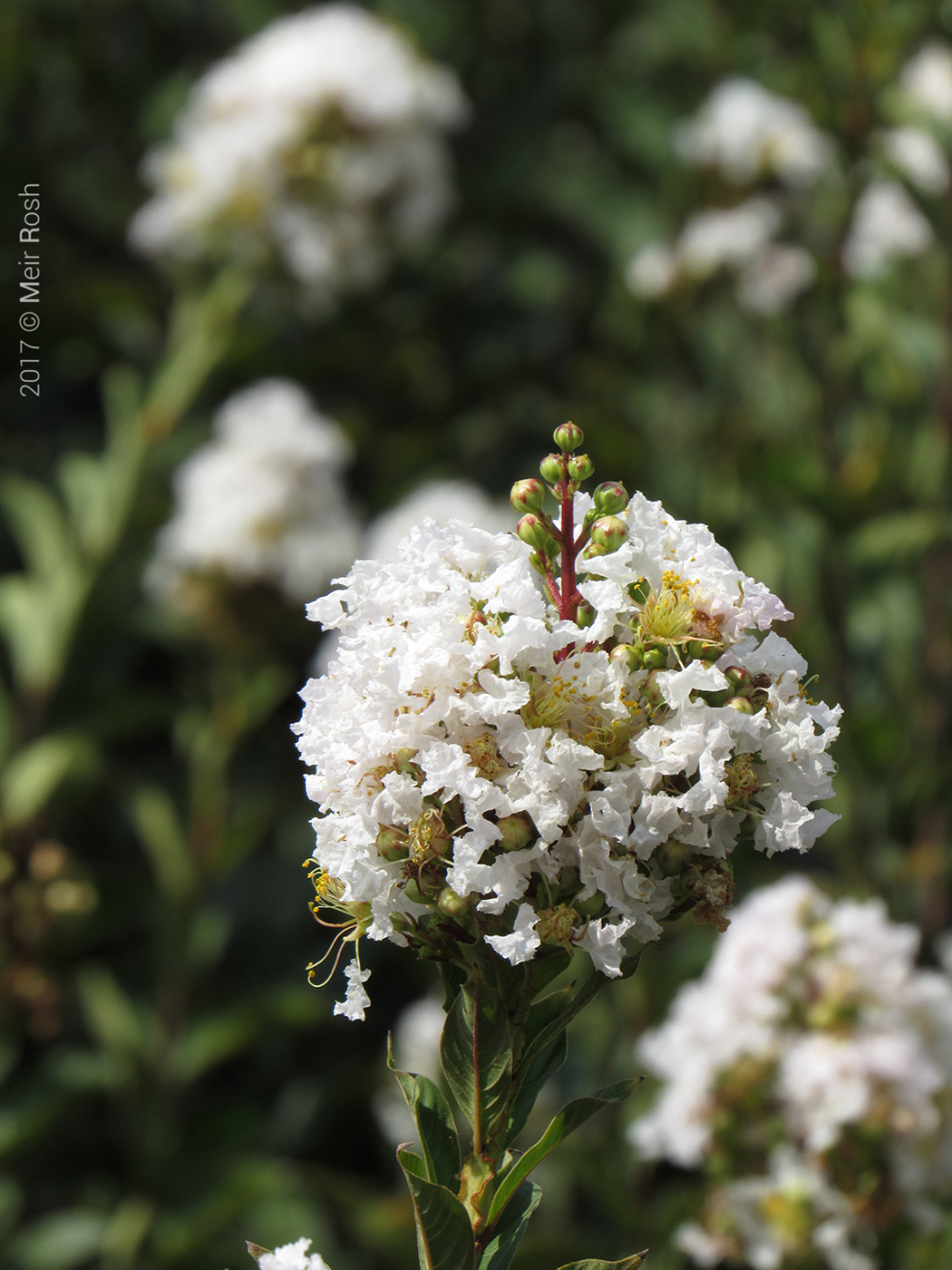 זכרון יעקב ורמת הנדיב (11)