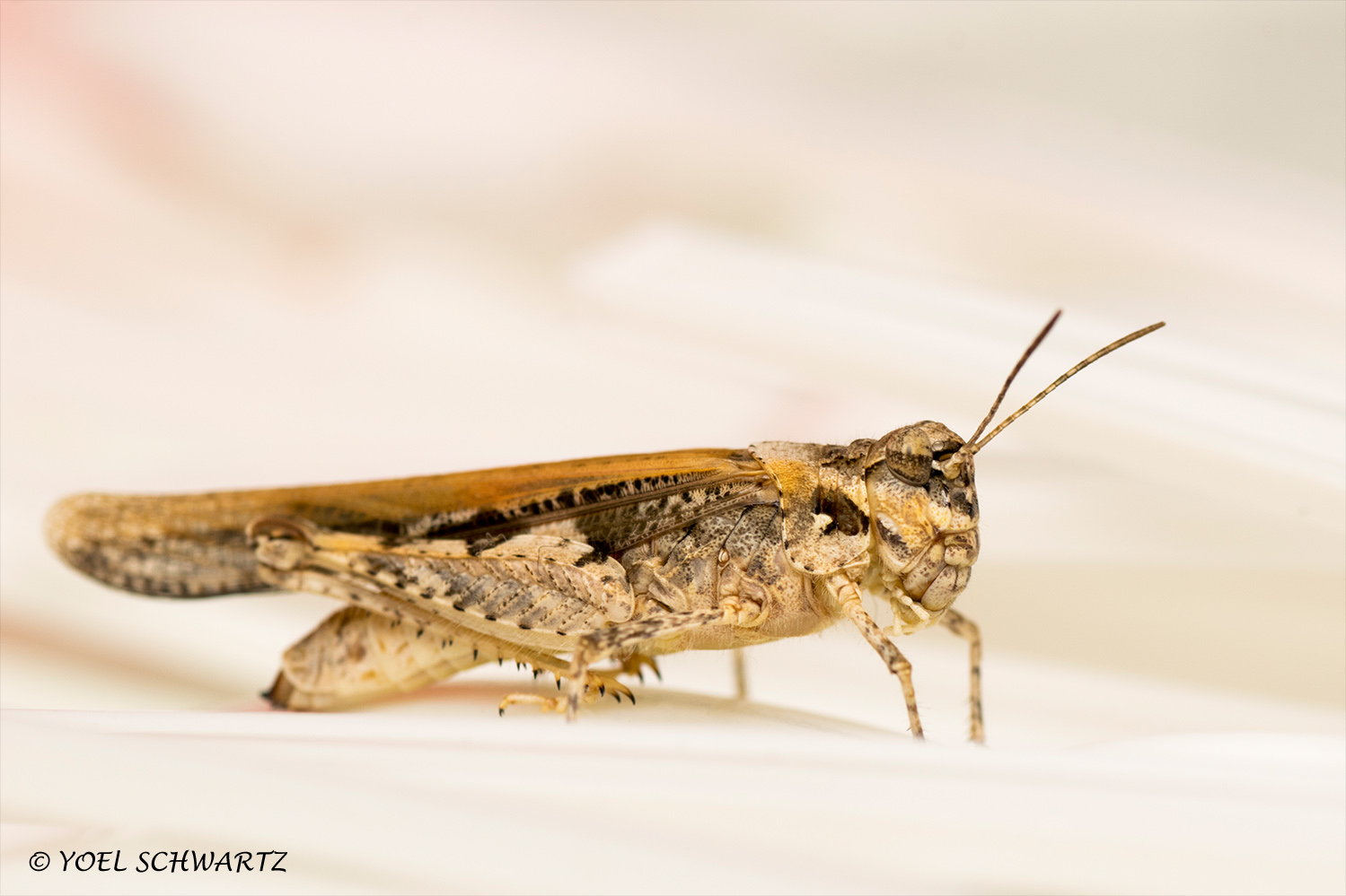 חגב  מאקרו 002