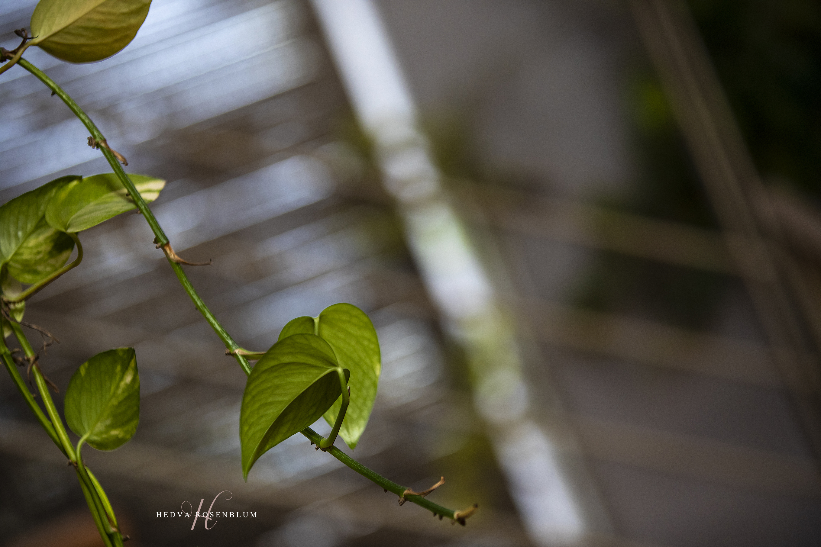 חדווה רוזנבלום (4).jpg