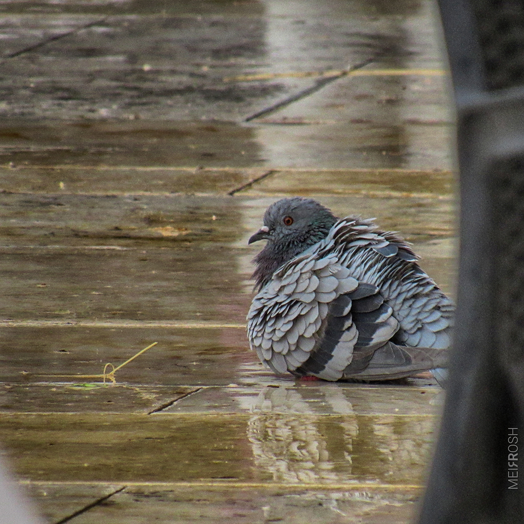 חול המועד סוכות תש''פ (3)