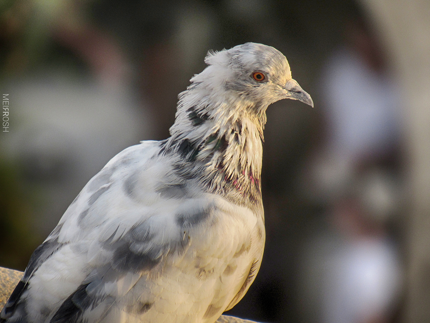 חול המועד סוכות תש''פ (4)