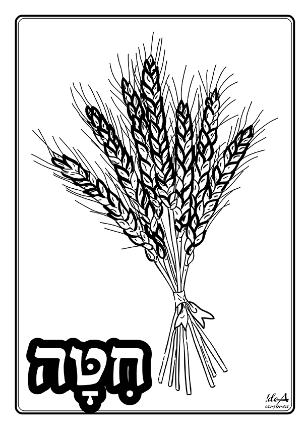 חיטה
