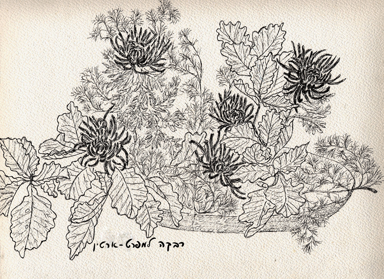 חרציות רישום