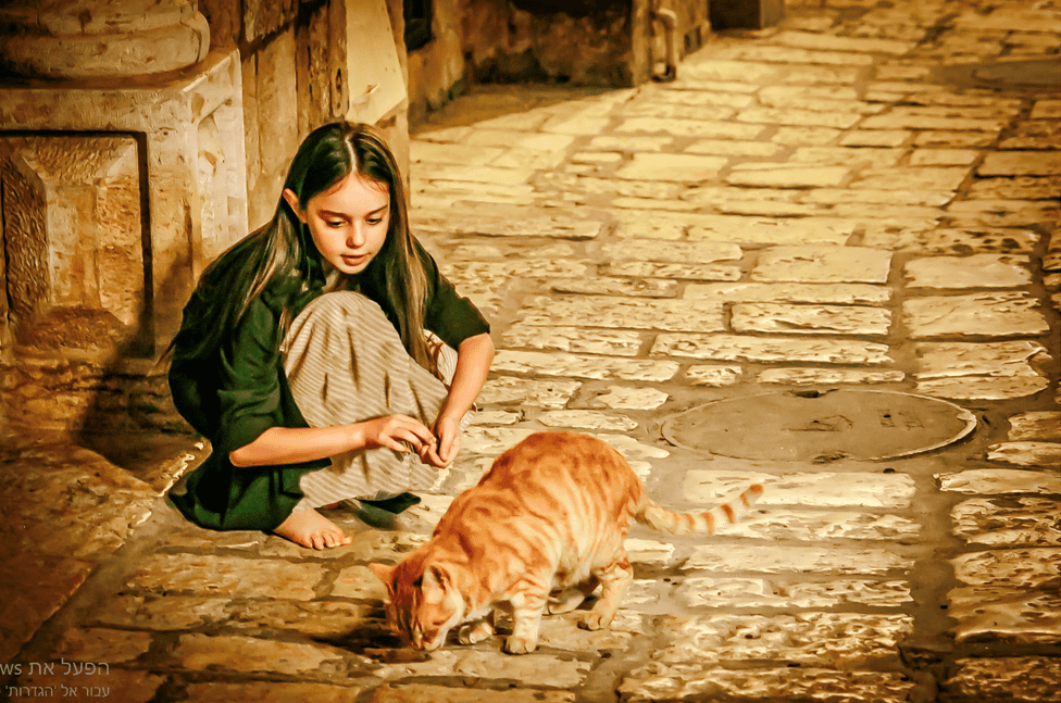 חתול צילומי לילה.PNG