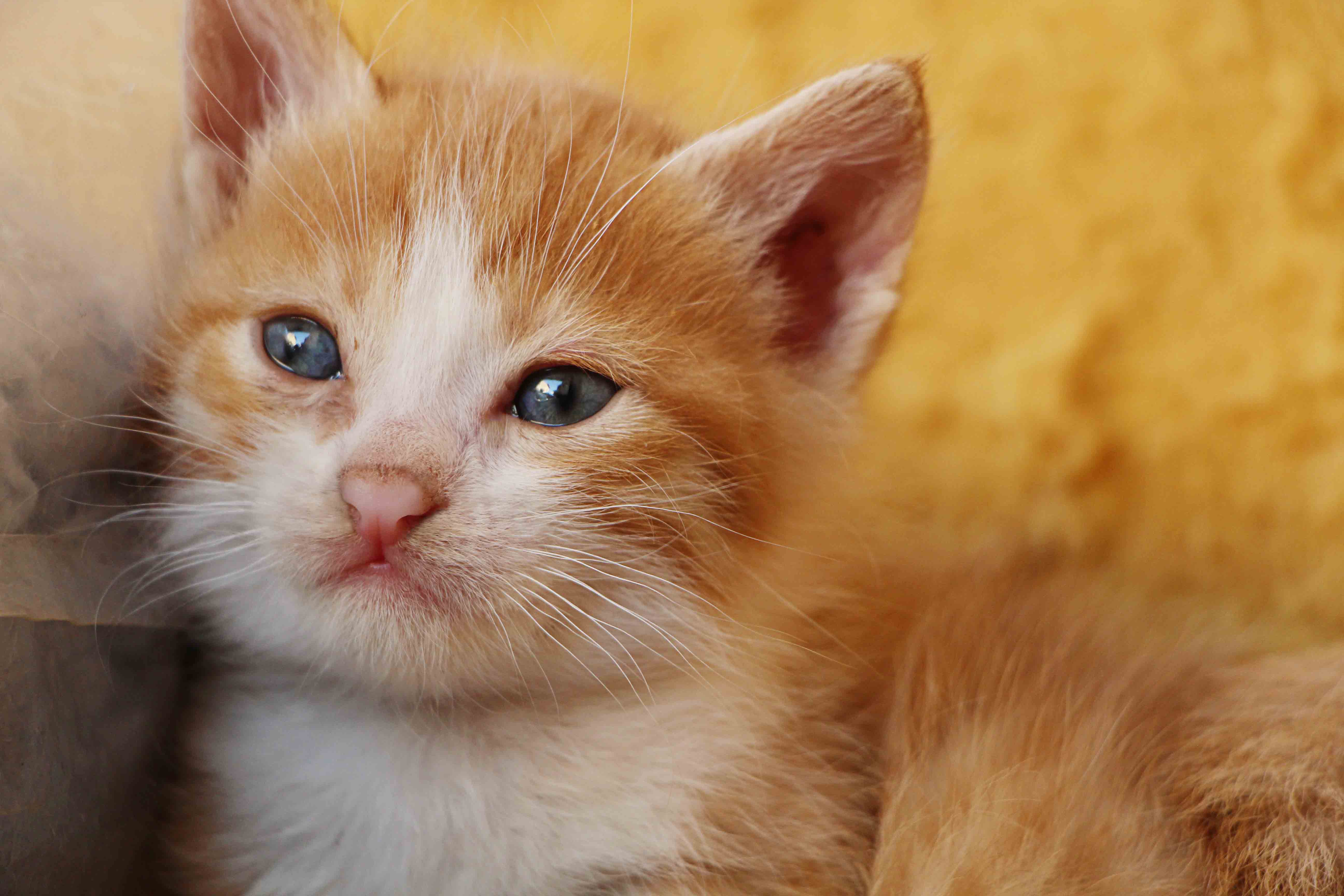 חתלתול- צילום תקריב